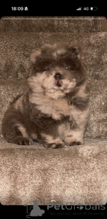 Photo №1.  - à vendre en ville de Hydusobos | 339€ | Annonce №161341