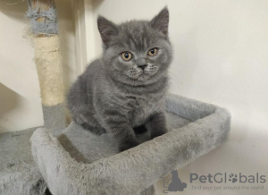 Photo №3. Chatons British Shorthair. La Grande-Bretagne