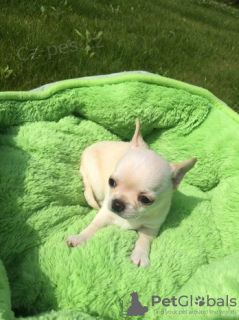 Photo №1. chihuahua - à vendre en ville de Flensburg | négocié | Annonce №127205