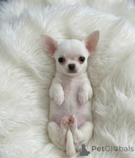 Photo №3. Chiots chihuahuas. Serbie