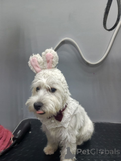 Photo №3. Un tout petit peu de magie de Noël Rencontrez notre Westie Lass de 12 semaines !. La Grande-Bretagne