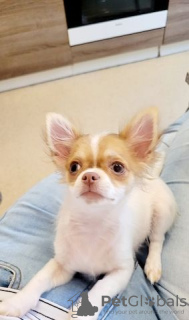 Photo №1. chihuahua - à vendre en ville de Berlin | Gratuit | Annonce №126310