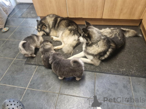 Photo №1. spitz nain - à vendre en ville de Bietigheim-Bissingen | 370€ | Annonce №172810