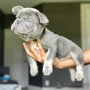 Photo №1. bouledogue - à vendre en ville de Pennsylvania Furnace | 454€ | Annonce №124734