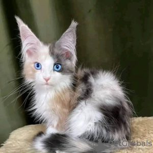 Photo №4. Je vais vendre maine coon en ville de Мальмё. annonce privée - prix - 400€