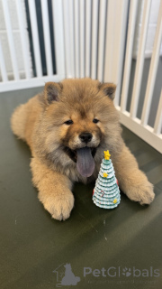 Photo №1. chow-chow - à vendre en ville de Mine Hill Township | 484€ | Annonce №159152