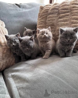Photo №1. british shorthair - à vendre en ville de Luxembourg | 500€ | Annonce № 177956