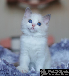 Photo №2 de l'annonce № 134387 de la vente manx - acheter à Belgique annonce privée