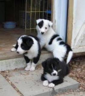Photo №1. border collie - à vendre en ville de Milan | négocié | Annonce №175501
