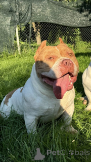 Photo №2 de l'annonce № 140078 de la vente american bully - acheter à Biélorussie annonce privée