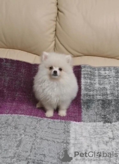 Photo №2 de l'annonce № 18786 de la vente spitz nain - acheter à Lituanie 