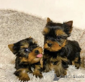Photo №1. yorkshire terrier - à vendre en ville de OSLO | négocié | Annonce №175040