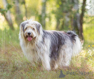 Photo №1. chien bâtard - à vendre en ville de Moskova | Gratuit | Annonce №159460