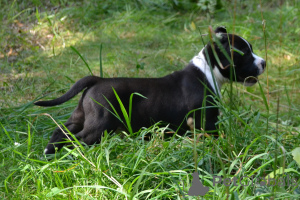 Photo №3. Bools américains. Fédération de Russie