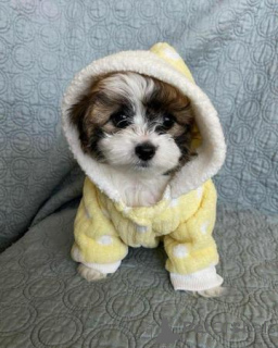 Photo №4. Je vais vendre chien bâtard en ville de Talaveri. annonce privée - prix - négocié