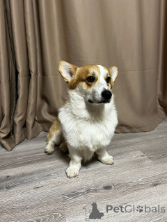 Photo №2. Service d'accouplement chien bâtard. Prix - 377€