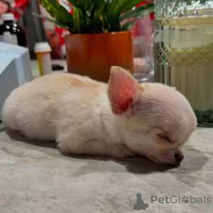 Photo №2 de l'annonce № 151214 de la vente chihuahua - acheter à Allemagne annonce privée