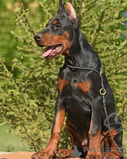 Photo №4. Je vais vendre dobermann en ville de Berlin.  - prix - 950€