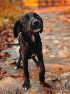 Photo №3. Deux merveilleux chiots (filles) recherchent un foyer !. Fédération de Russie