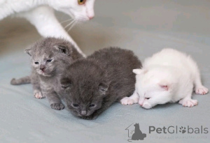 Photo №2 de l'annonce № 138921 de la vente german rex - acheter à Allemagne annonce privée, éleveur