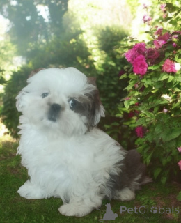 Photo №3. Chien shih tzu fci. Pologne