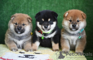 Photo №1. shiba - à vendre en ville de Berlin | négocié | Annonce №118837