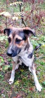 Photo №3. Le jeune chien Forest recherche une famille.. Fédération de Russie