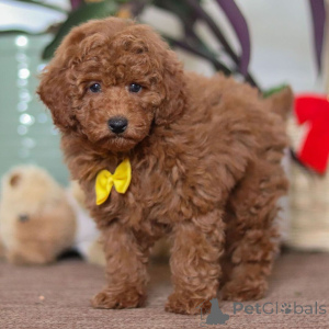 Photo №3. Caniche Mâle de 10 semaines Prêt à rentrer à la maison. La Grande-Bretagne