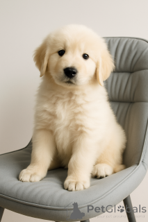 Photo №3. Shepher de Marema-Abrutskaya. Ukraine