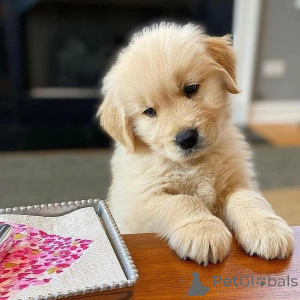 Photo №1. golden retriever - à vendre en ville de Falkenberg | 1000€ | Annonce №168379