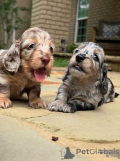 Photo №1. teckel - à vendre en ville de Aarau | 750€ | Annonce №161828