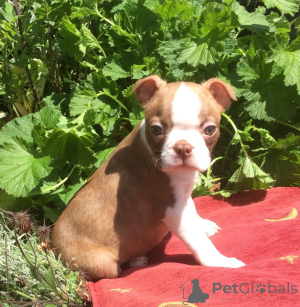 Photo №1. terrier de boston - à vendre en ville de Bollnäs | 850€ | Annonce №168188
