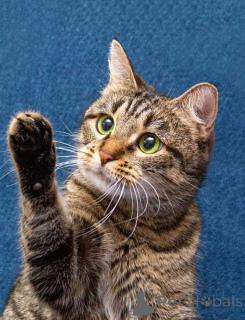 Photo №2 de l'annonce № 167404 de la vente  - acheter à Fédération de Russie annonce privée