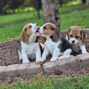 Photo №1. beagle - à vendre en ville de Bielefeld | 423€ | Annonce №128466