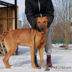 Photos supplémentaires: Dog sitter et aide à la recherche d'un foyer