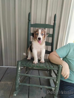 Photo №1. berger australien - à vendre en ville de Hohenfels-essingen | 900€ | Annonce №150740