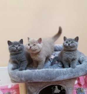 Photo №1. british shorthair - à vendre en ville de Marsa | Gratuit | Annonce № 127196