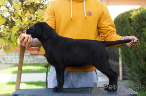 Photos supplémentaires: Chiots labrador retriever