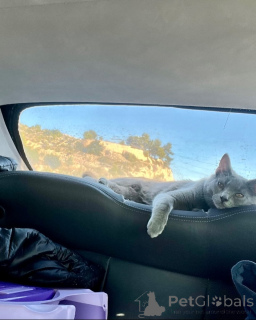 Photo №2 de l'annonce № 158744 de la vente chartreux - acheter à Allemagne éleveur