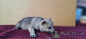 Photos supplémentaires: Chiots chiens-loups tchécoslovaques