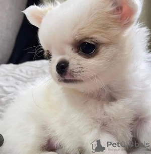 Photo №1. chihuahua - à vendre en ville de Stockholm | négocié | Annonce №113172