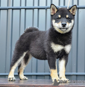 Photos supplémentaires: Chiots Shiba Inu