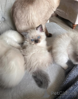 Photo №2 de l'annonce № 153223 de la vente ragdoll - acheter à Allemagne 