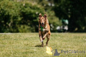 Photo №2 de l'annonce № 118370 de la vente chien bâtard - acheter à Fédération de Russie annonce privée