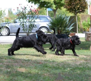Photo №4. Je vais vendre schnauzer moyen en ville de Kruševac.  - prix - négocié