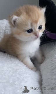 Photo №4. Je vais vendre british shorthair en ville de Prague. de la fourrière, éleveur - prix - 800€