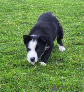 Photo №1. chien bâtard - à vendre en ville de Brasschaat | négocié | Annonce №170517