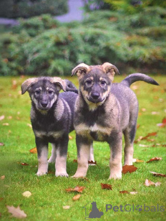 Photo №4. Je vais vendre chien bâtard en ville de Moskova. annonce privée - prix - Gratuit