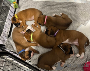 Photo №1. chien bâtard - à vendre en ville de Vienna | 250€ | Annonce №137195