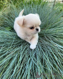 Photo №3. Tous les amoureux de CHIHUAHUA ! Nous sommes ravis d'annoncer que nous avons. Arménie